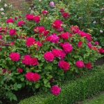 Sophy’s Rose / Софіc Роуз